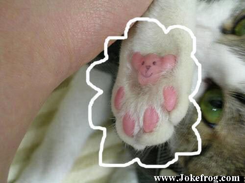 Pata do Gato